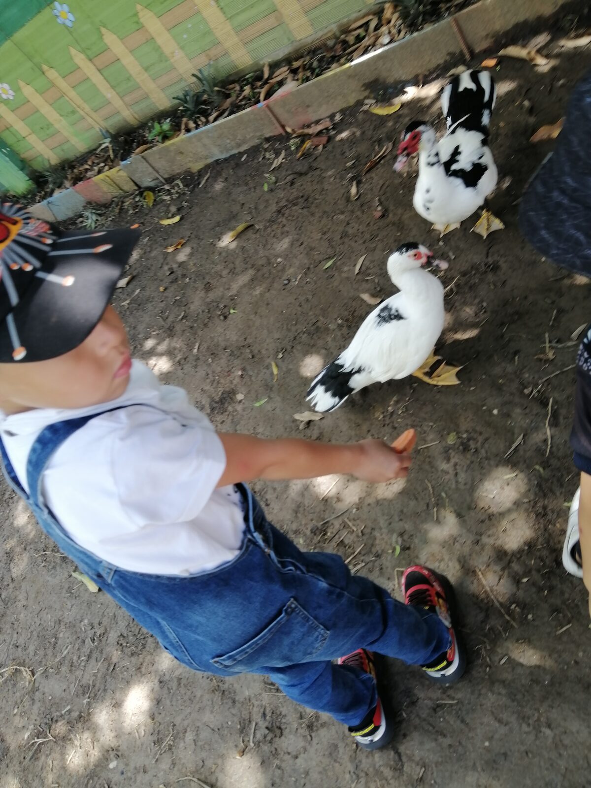 Niño de overol azul les da de comer a dos patos en el patio