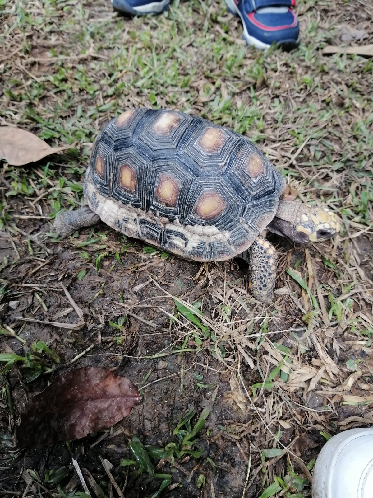 Tortuga morrocoy sobre la tierra