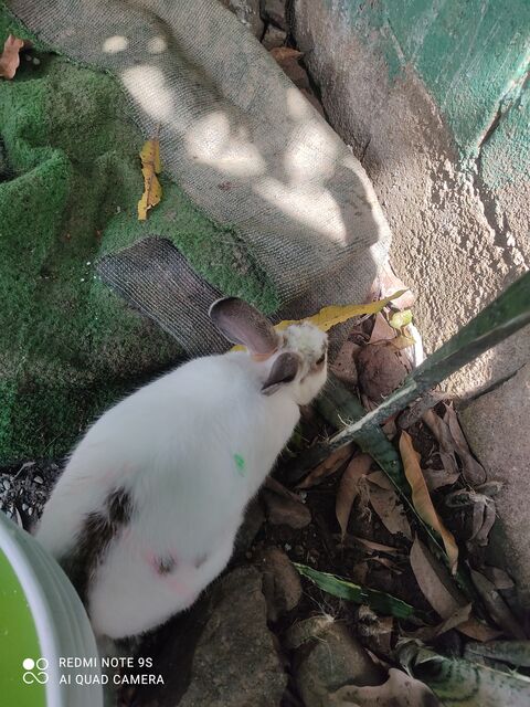 Conejo blanco con una franja gris en el lomo que olfatea hojas secas junto a un tronco, visto desde arriba