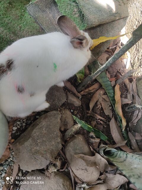Primer plano de un conejo blanco de orejas grises que mordisquea una hoja amarilla entre piedras y hojarasca
