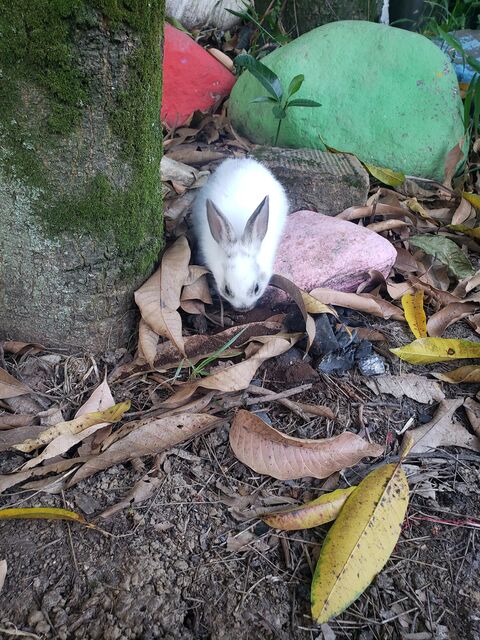 Conejo blanco pequeño entre hojas secas, junto a un tronco con musgo y piedras pintadas de verde y rojo
