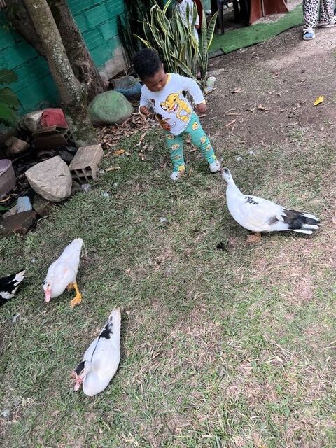 Niño pequeño caminando sobre el césped junto a varios patos blancos en el patio del jardín.