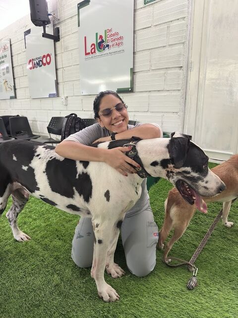 Mujer con gafas abrazando a un perro gran danés blanco con manchas negras, sobre césped sintético en un recinto ferial.